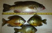 bass_and_bluegills_fisherbeck-jigs