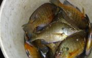 pail-bluegills-ice-fishing-fisherbeck-jigs
