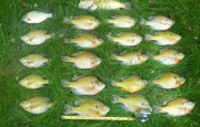 P1000164