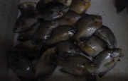 P1000170