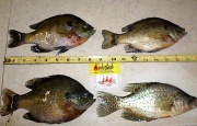 bluegills-crappie-ruler-fisherbeck-jigs