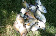 panfish-grass-fisherbeck-jigs