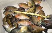 panfish-ruler-fisherbeck-jigs