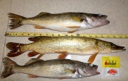 walleyes-northern-ruler-fisherbeck-jigs